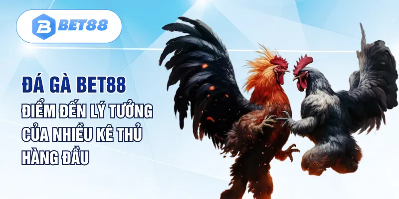 Đá Gà Bet88 - Điểm Đến Lý Tưởng Của Nhiều Kê Thủ Hàng Đầu Đá Gà Bet88 - Điểm Đến Lý Tưởng Của Nhiều Kê Thủ Hàng Đầu