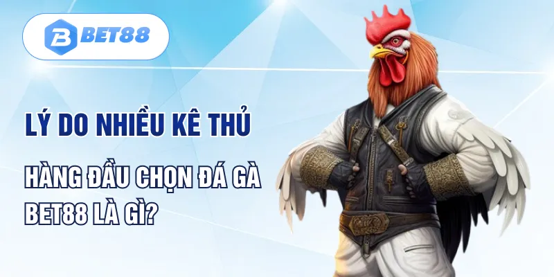 Lý do nhiều kê thủ hàng đầu chọn đá gà Bet88 là gì? Lý do nhiều kê thủ hàng đầu chọn đá gà Bet88 là gì?